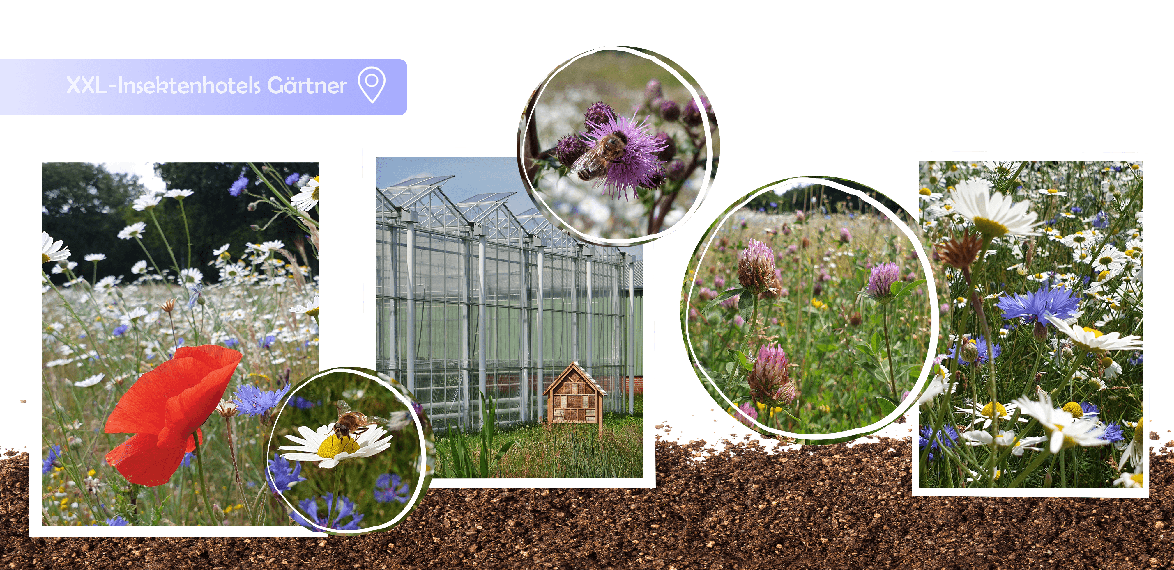 Insektenhotel, Wildblumen, Gärtner, Gartenbauzentrale, GBZ, GBZ Papenburg, Papenburg, Nachhaltigkeit, nachhaltig, Blühwiese, Wildblumenwiese, Insektenhotel, regional, Naturschutz, Umweltschutz, Umweltinitiative