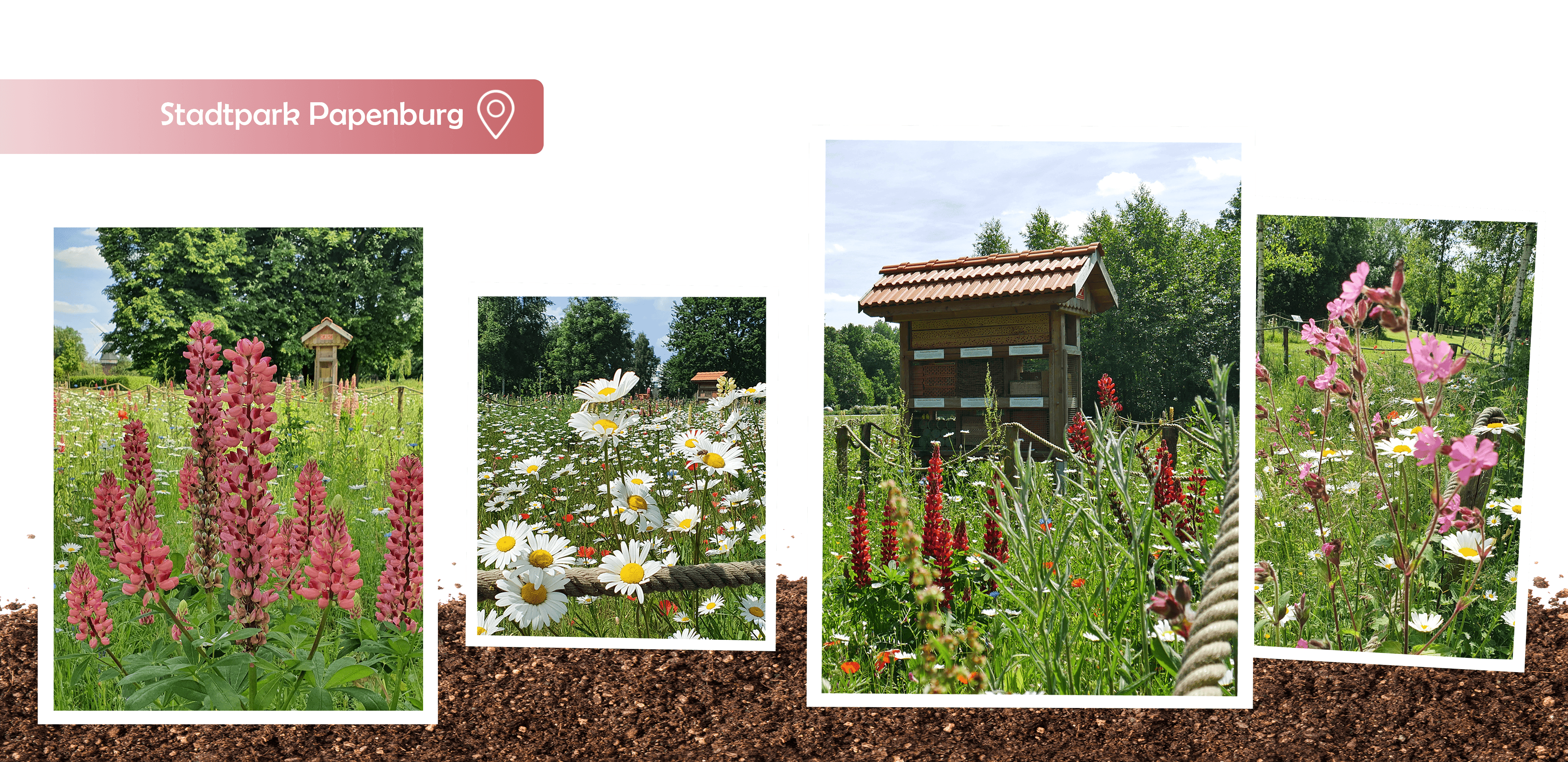 Stadtpark Papenburg, Wildblumenwiese, Blühwiese, Gartenbauzentrale, Papenburg, insektenfreundlich, Insektenhotel, GBZ, Umwelt, Naturschutz, Engagement