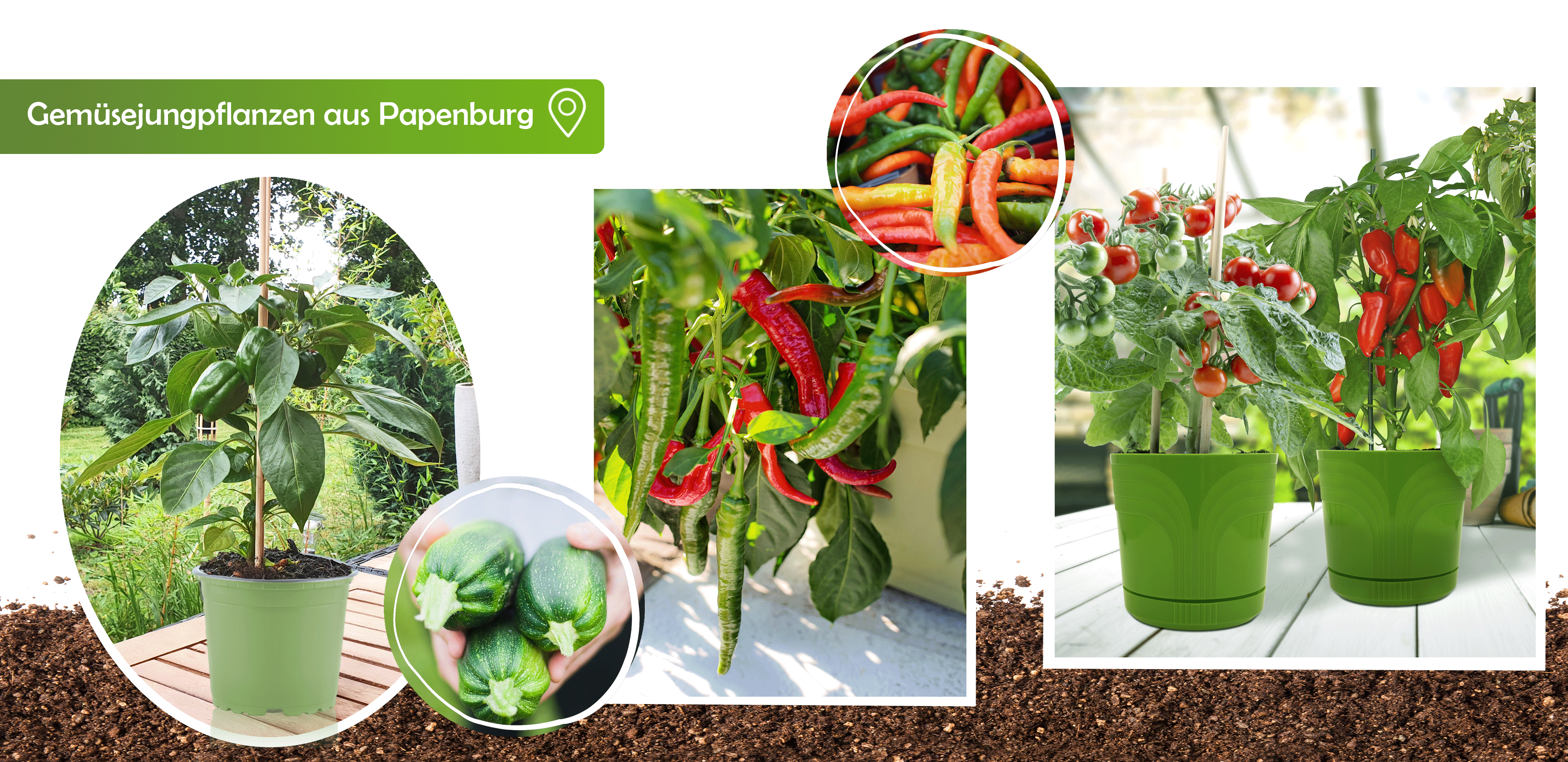 Gemüsepflanzen, Junggemüsepflanzen, Gemüsejungpflanzen, alte Gemüsesorten, Gemüsebau, Gemüsegärtner, Paprikaanbau, Gartenbauzentrale, GBZ, GBZ Papenburg, Papenburg