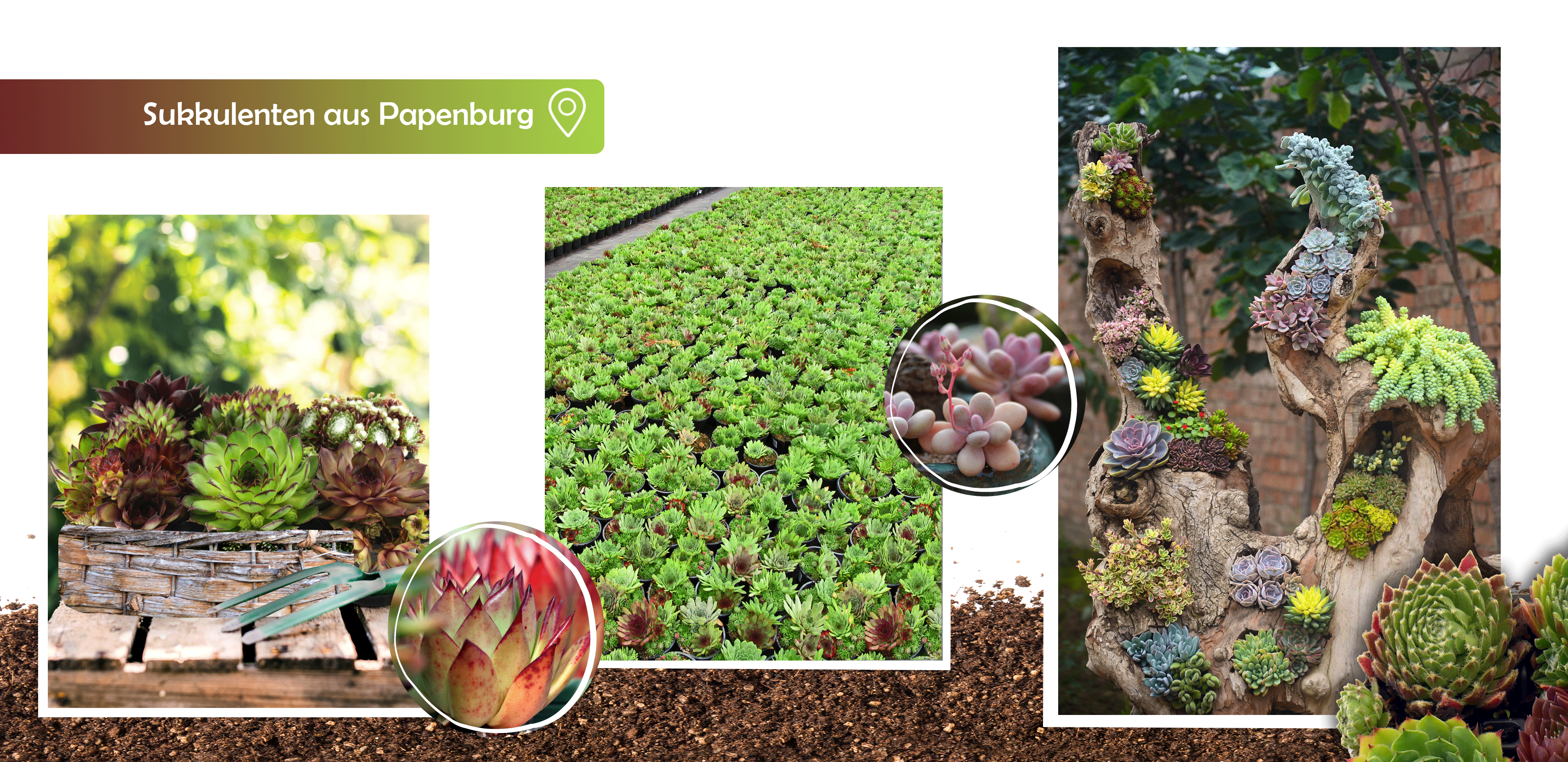 Sempervivum, Steinrosen, Steingartenpflanzen, Zierpflanzen, Zierpflanzenbau, Gartenbauzentrale, Papenburg,