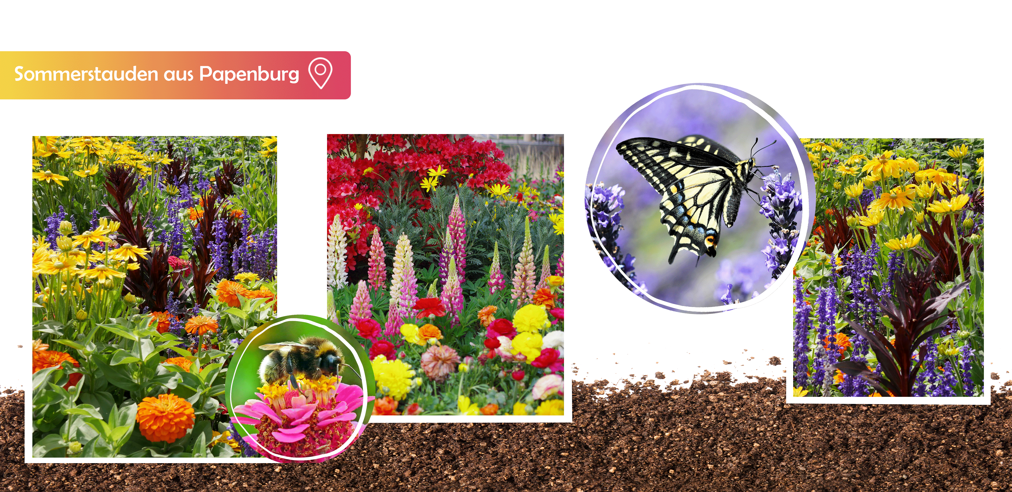 Sommerstauden, Blumen, Bienenfreundliche Pflanzen, Insektenfreundlich, Sommerblumen, Gartenbauzentrale, GBZ, GBZ Papenburg, Papenburg